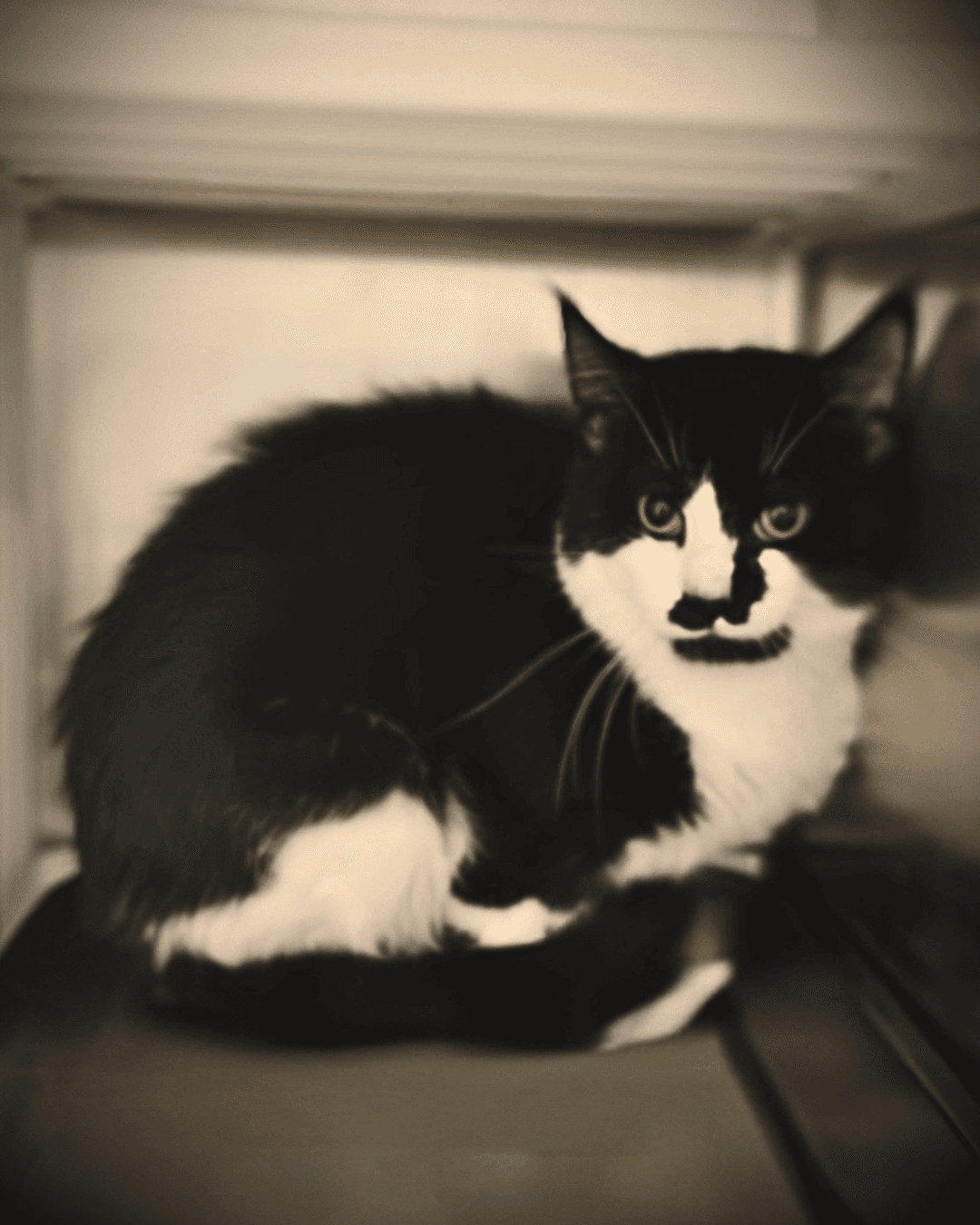 Porkchop - DSH cat available for adoption at Cochrane Humane Society in Calgary