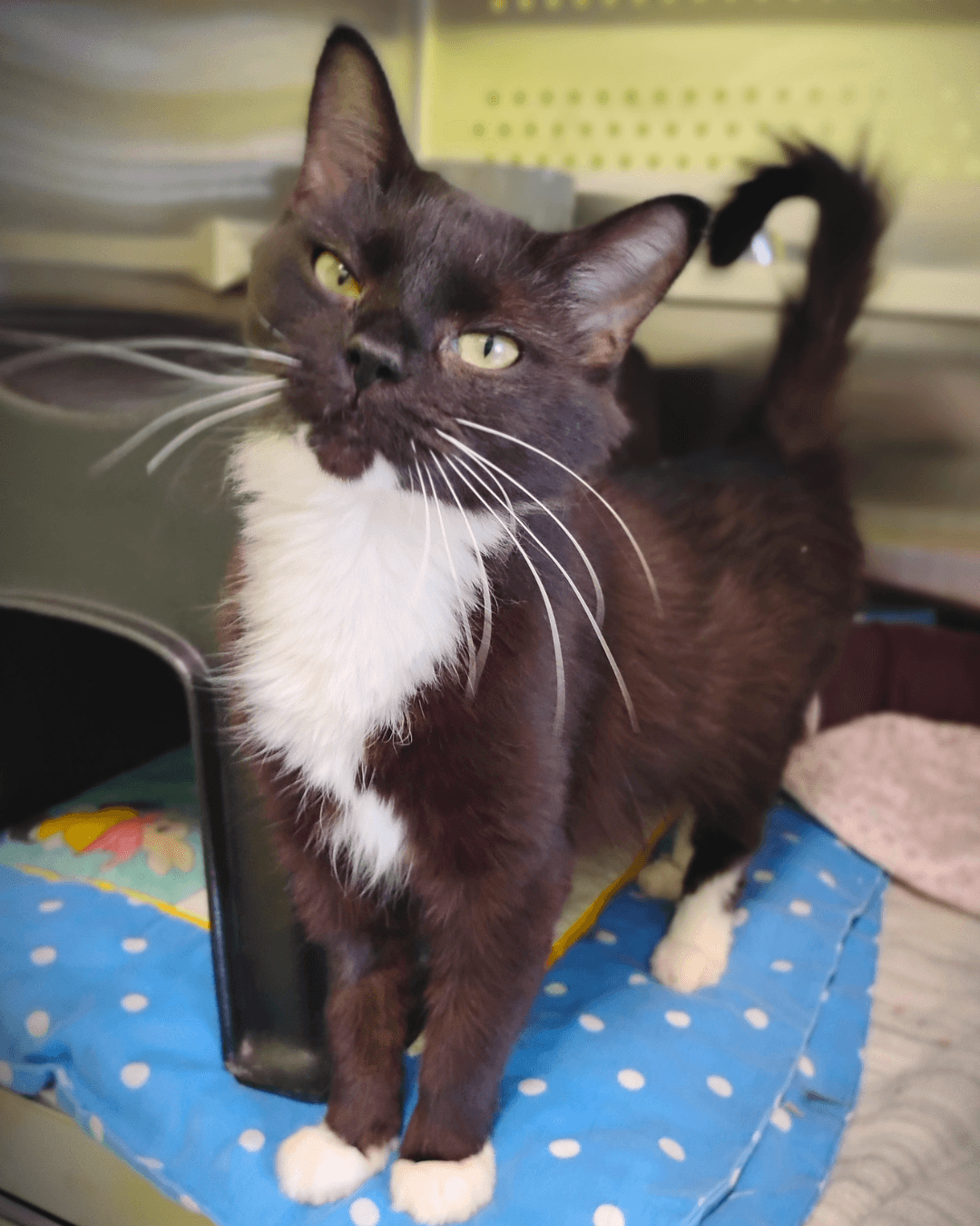 Princess - DSH available for adoption