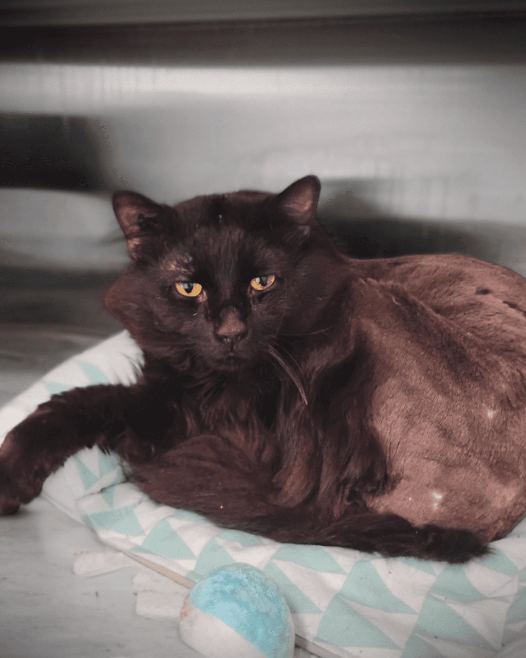 Quantum - Domestic Longhair available for adoption