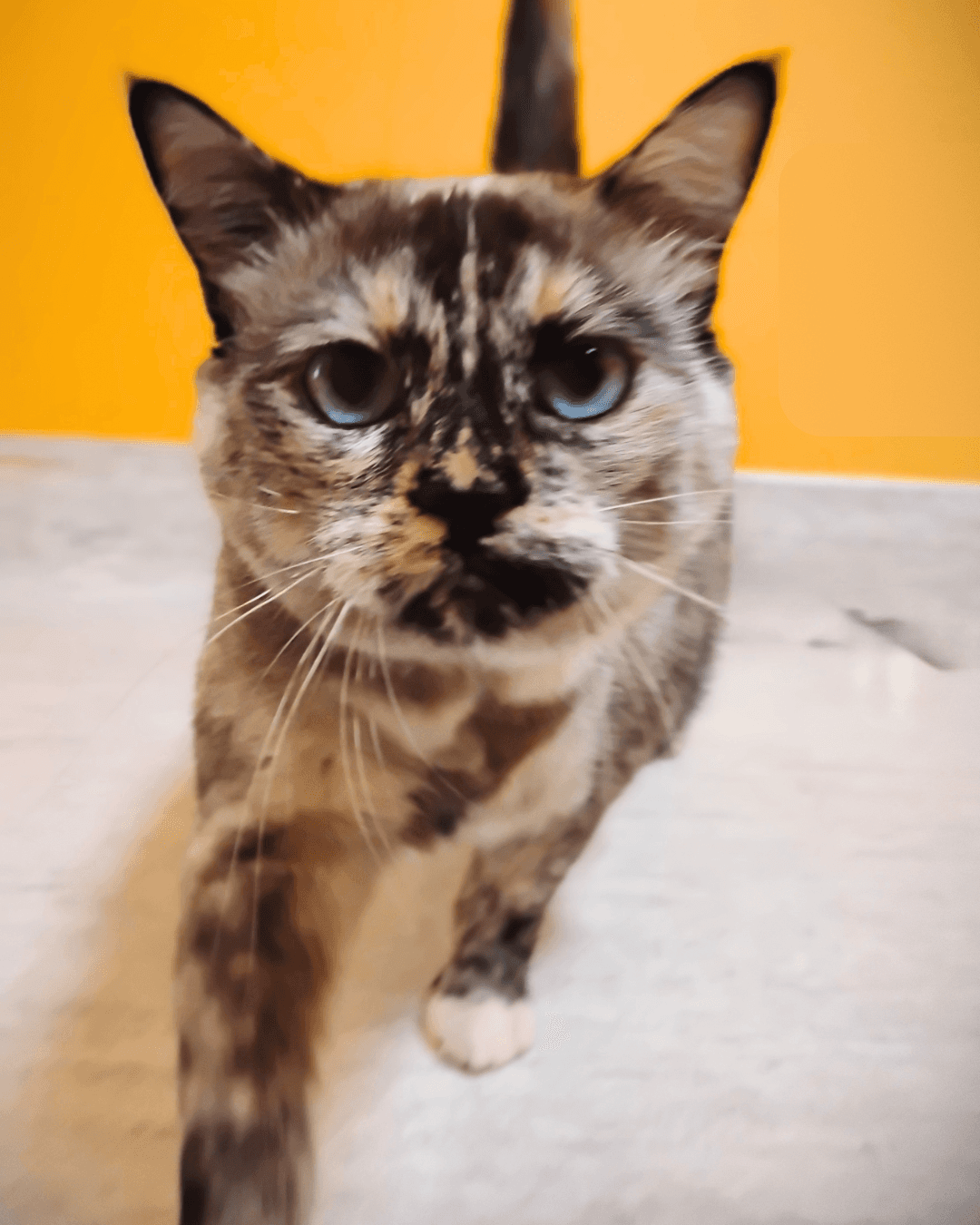 Cotton - DSH available for adoption