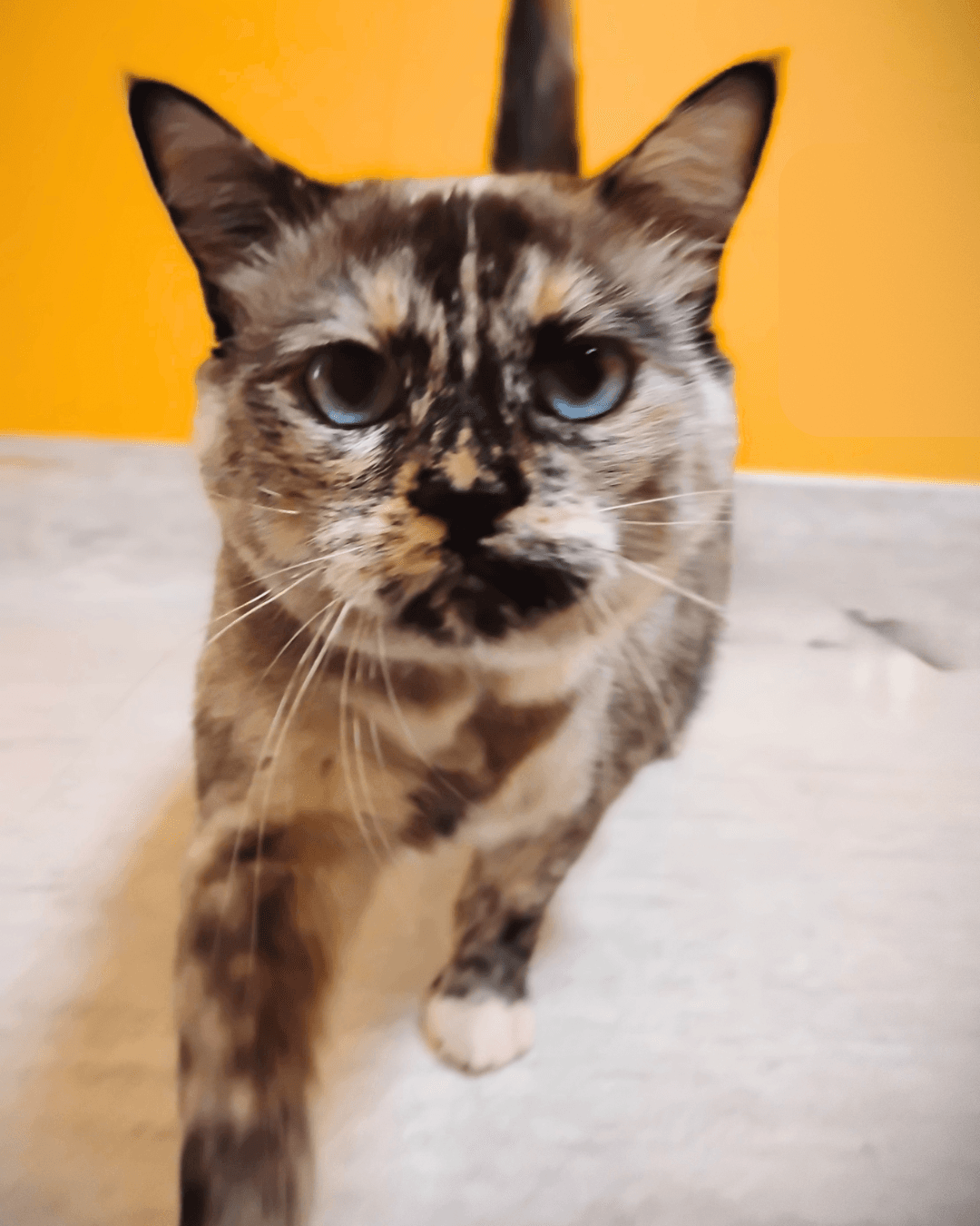 Cotton - DSH cat available for adoption at Cochrane Humane Society in Calgary