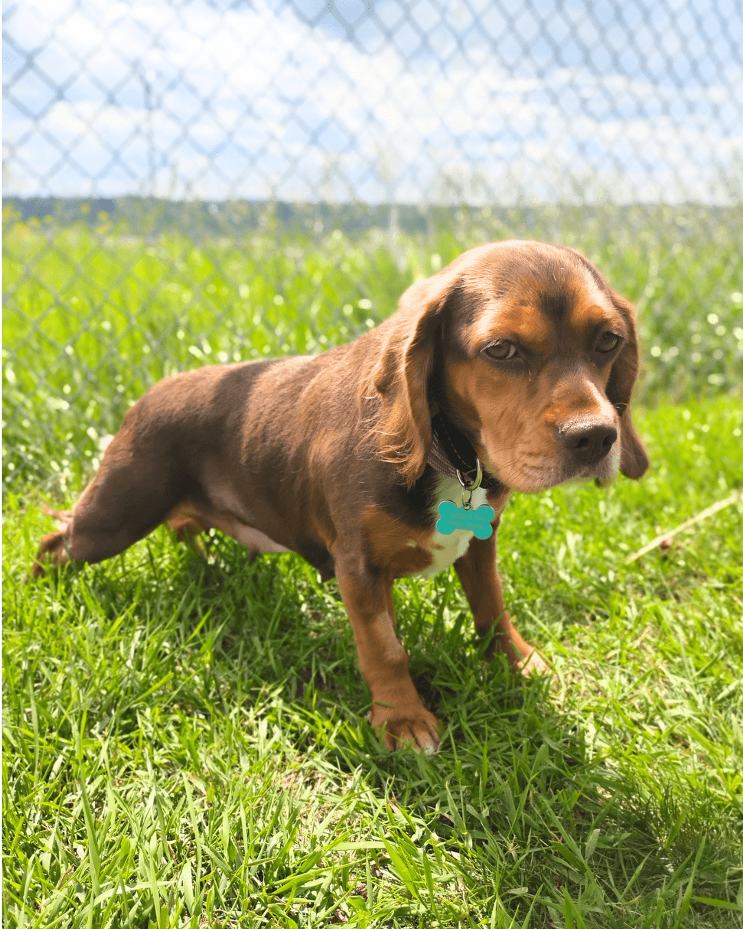 Pecan - Beagle available for adoption at Cochrane Humane Society in Calgary (1 of 4)