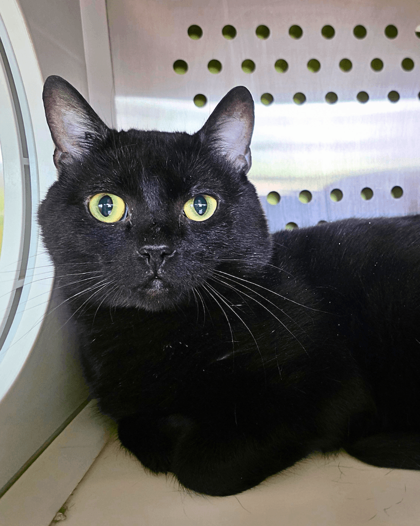 Alpha - DSH available for adoption