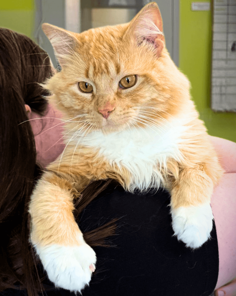 Denver - DSH available for adoption