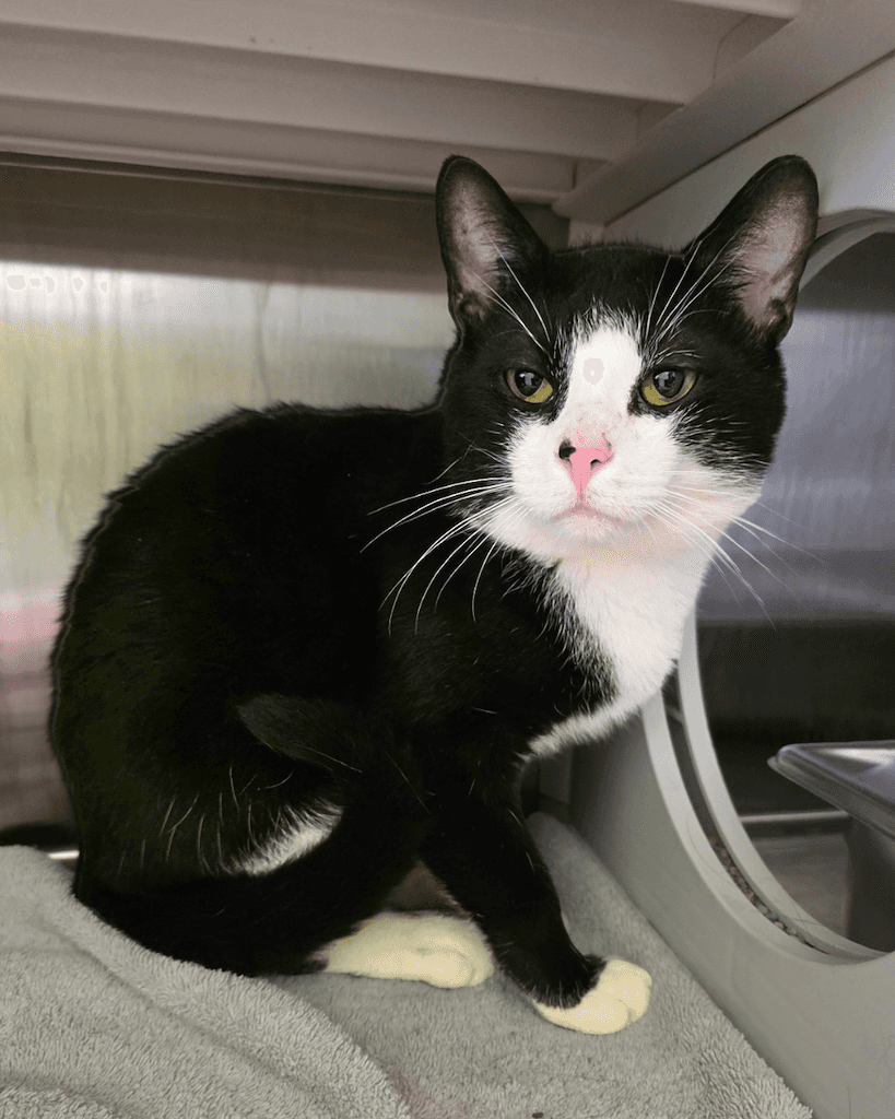 Rodney - Domestic Medium Hair available for adoption