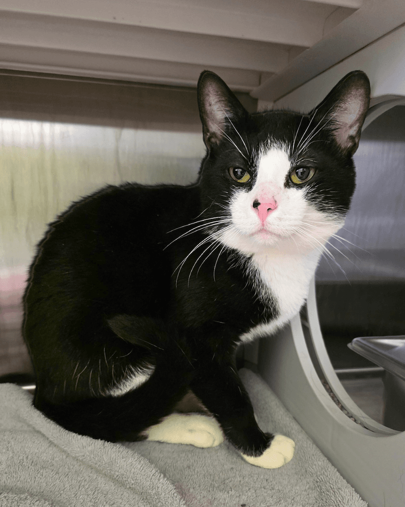 Rodney - Domestic Medium Hair available for adoption