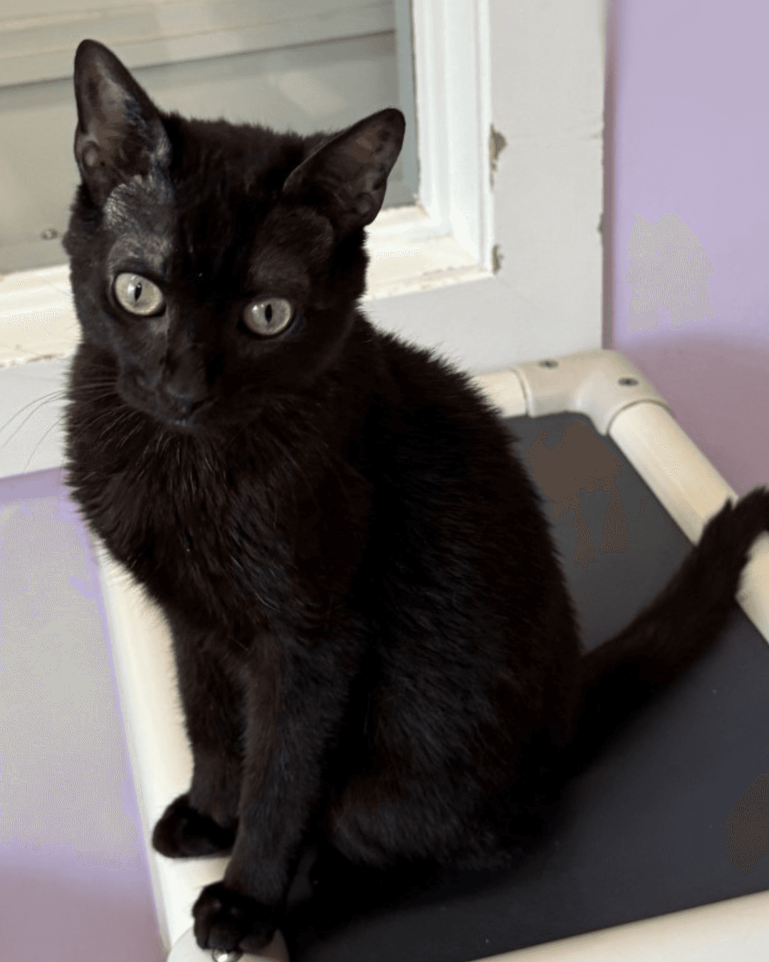 Oscar - DSH cat available for adoption at Cochrane Humane Society in Calgary