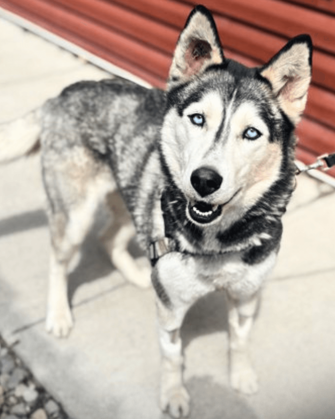 Rio - Siberian Husky available for adoption at Cochrane Humane Society in Calgary (1 of 4)