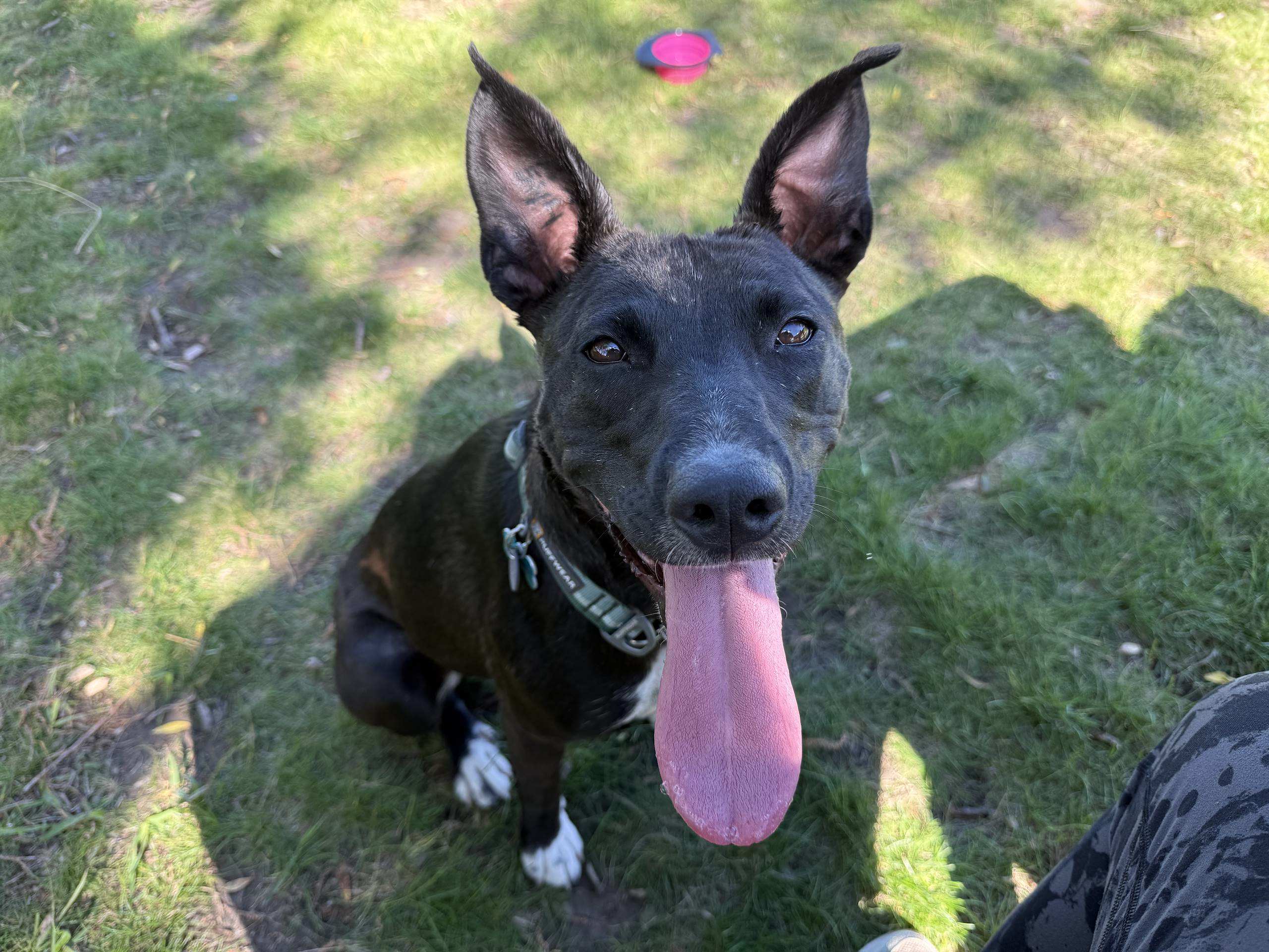 Sammy - Mixed available for adoption at Cochrane Humane Society in Calgary (1 of 4)