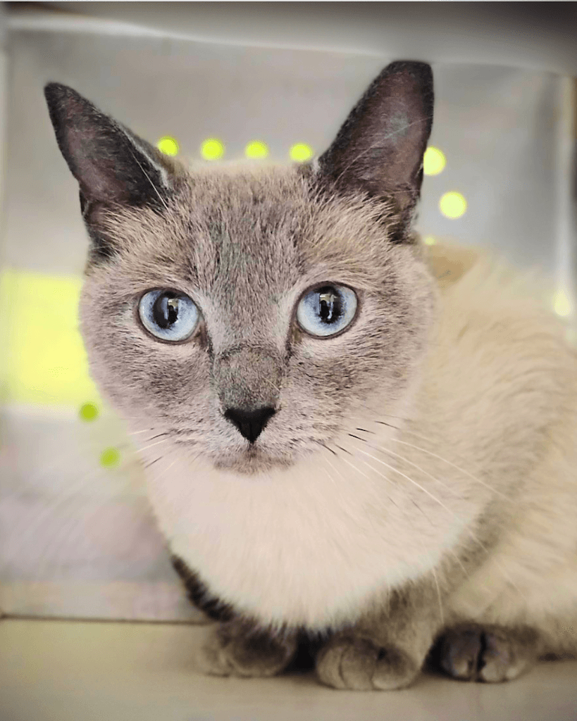 Snowball - DSH available for adoption