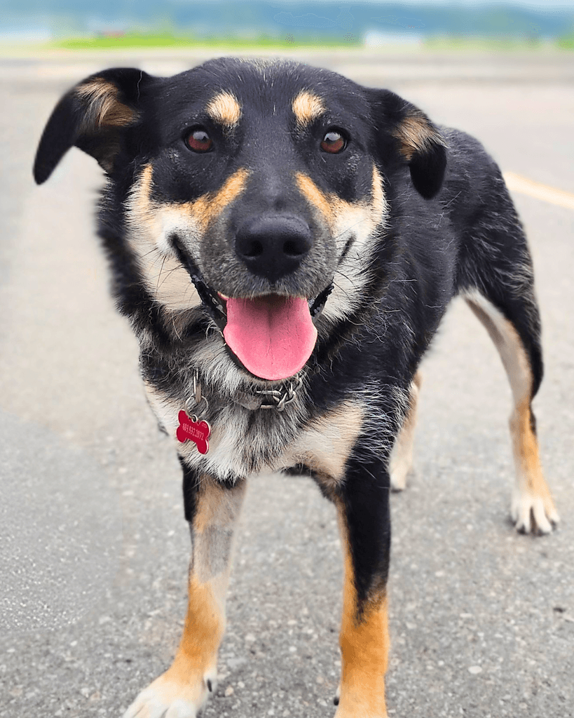 Aurora - Mixed Breed available for adoption at Cochrane Humane Society in Calgary (1 of 4)