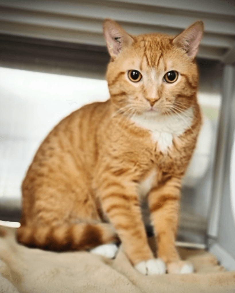 Foxtrot - DSH available for adoption