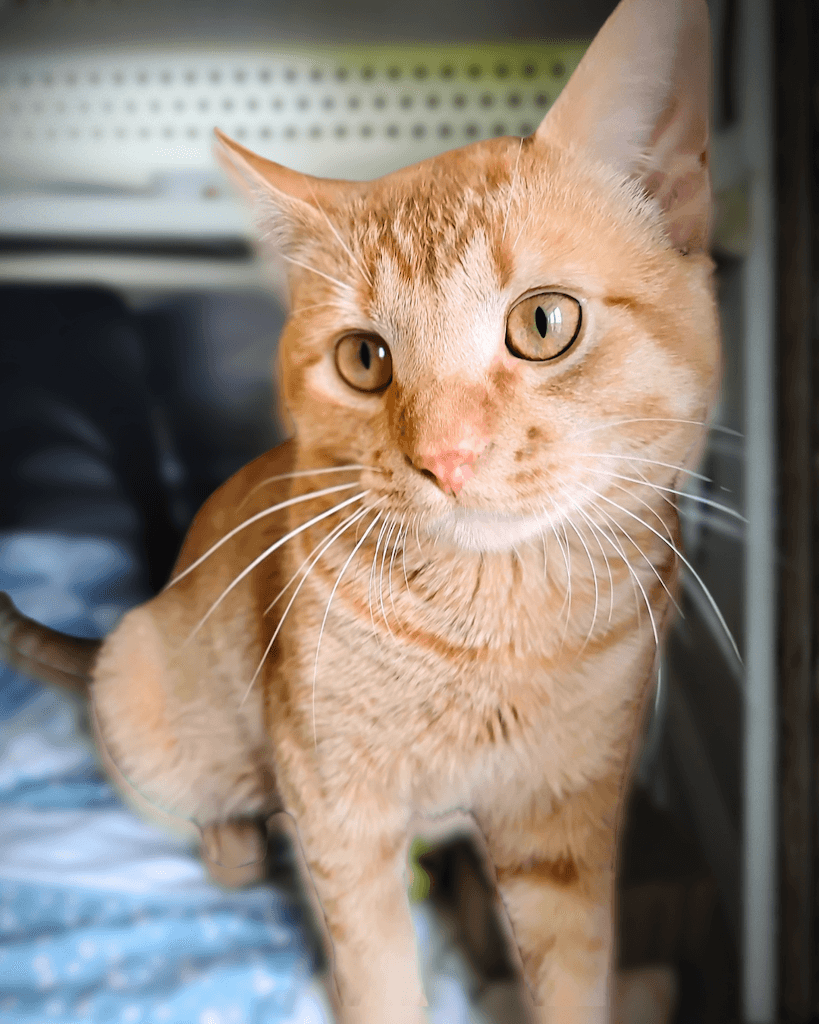Juno - DSH cat available for adoption at Cochrane Humane Society in Calgary