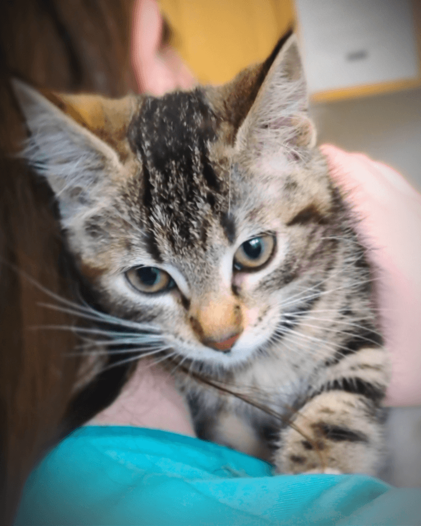 Dragon - Domestic Medium Hair available for adoption