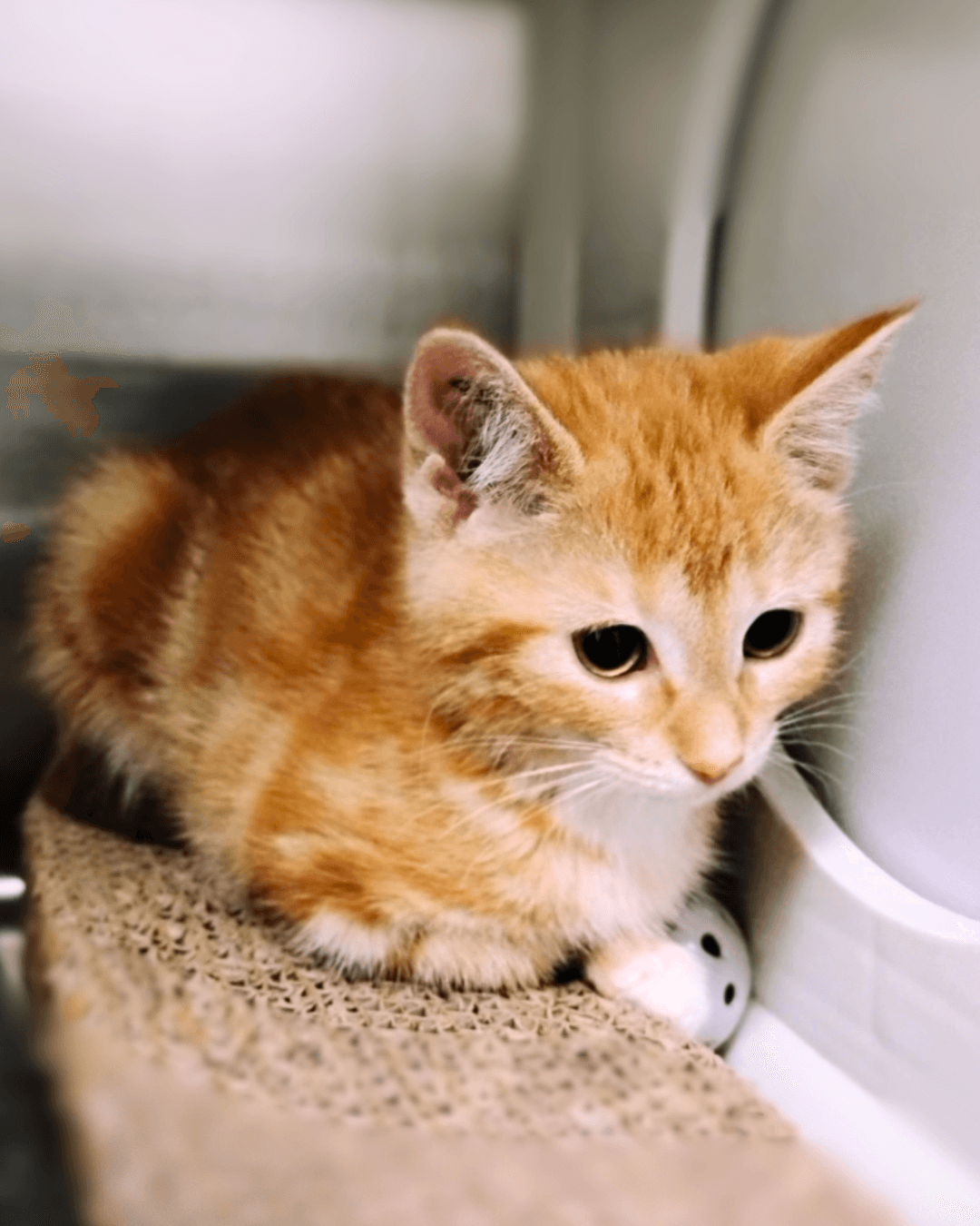 Wolf - Domestic Medium Hair available for adoption