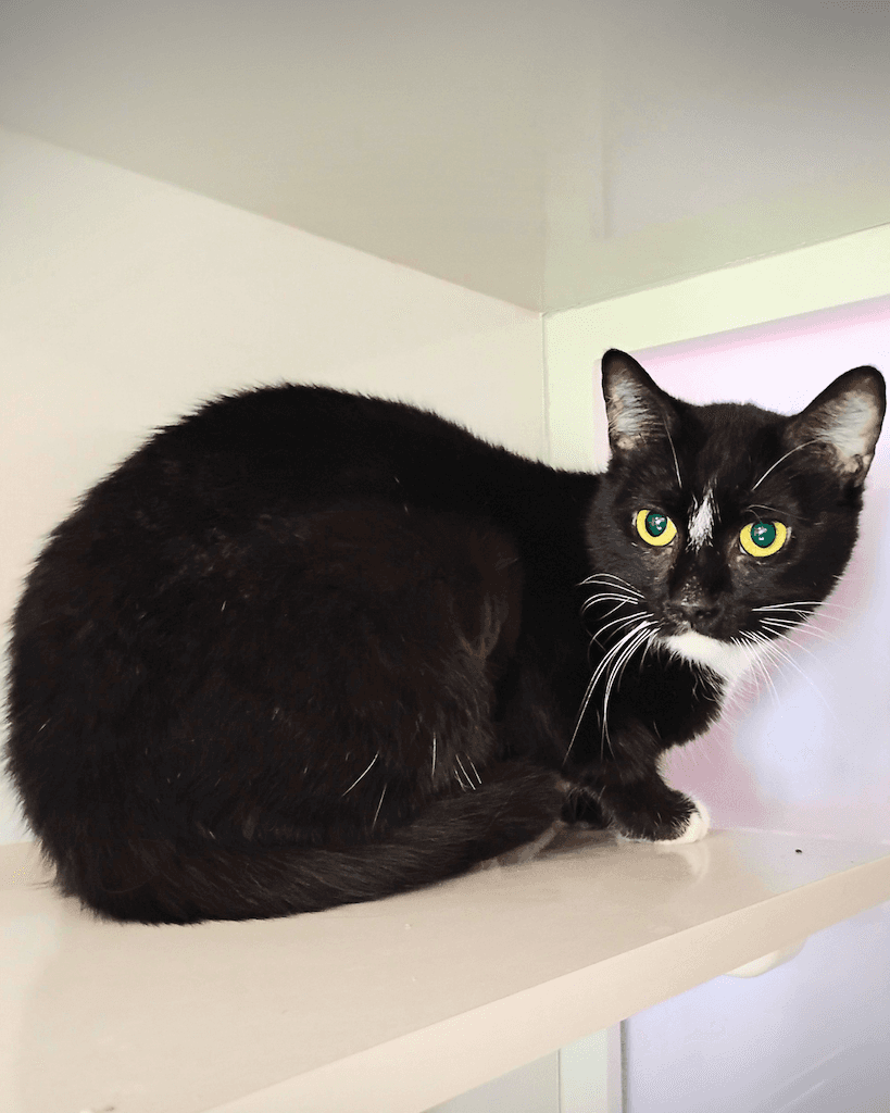 India - Domestic Short Hair available for adoption