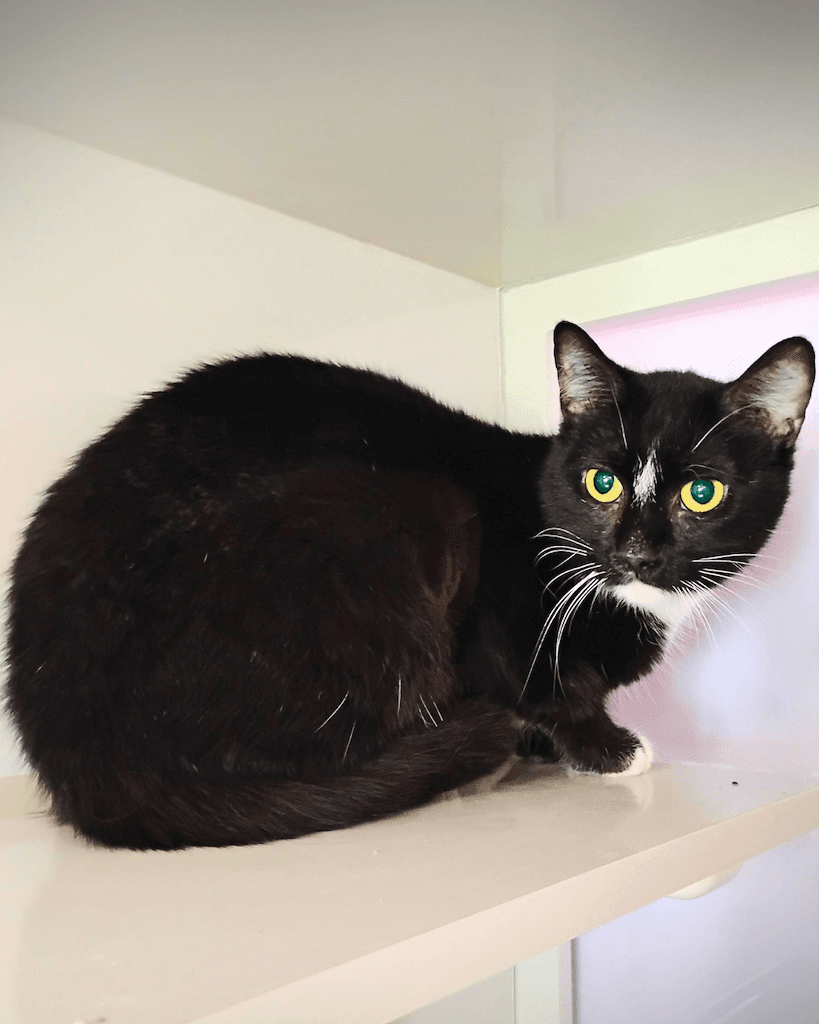 India - Domestic Short Hair available for adoption