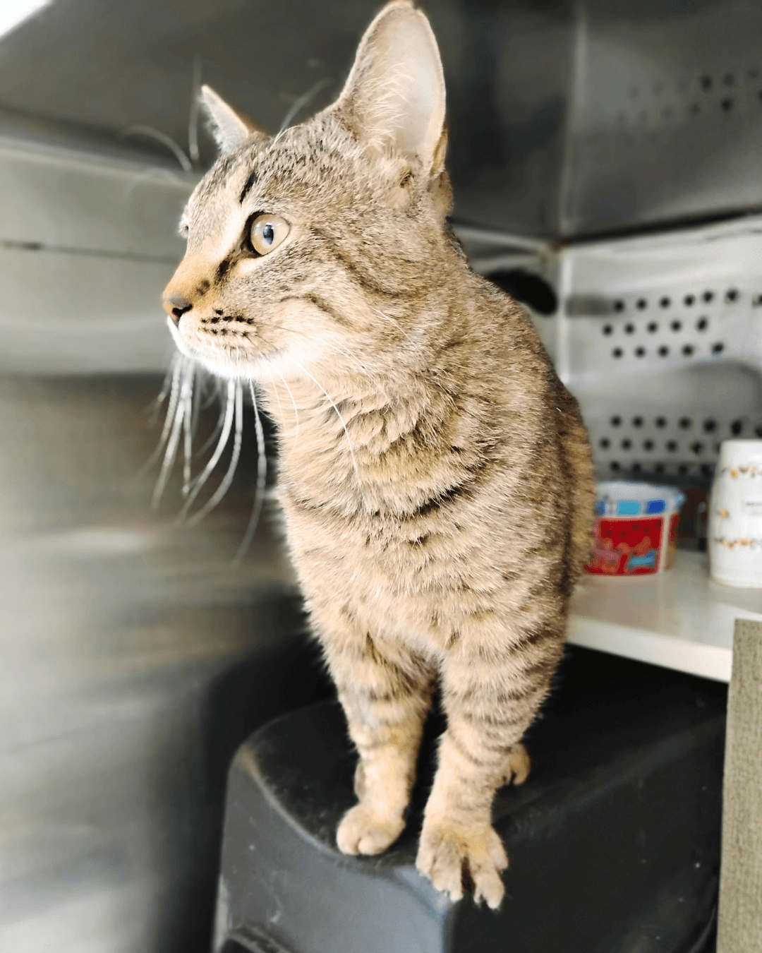 John - Domestic Medium Hair available for adoption