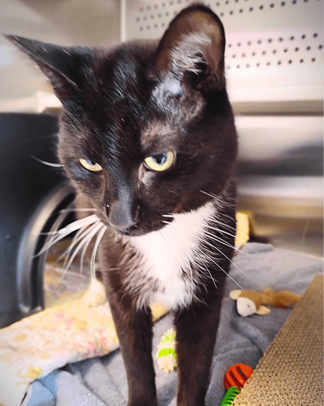 Papa - DSH available for adoption