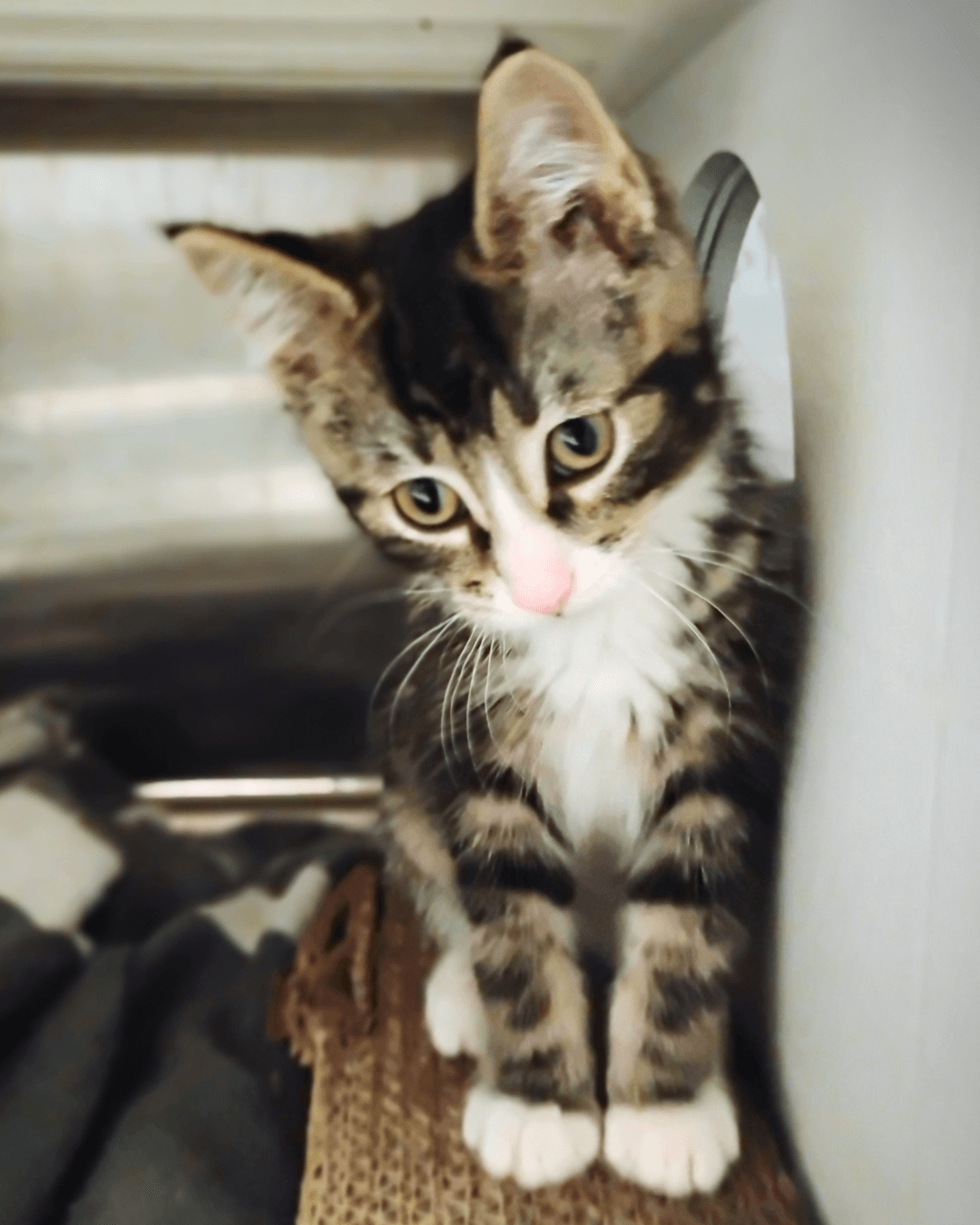 Soft Paws - DSH available for adoption