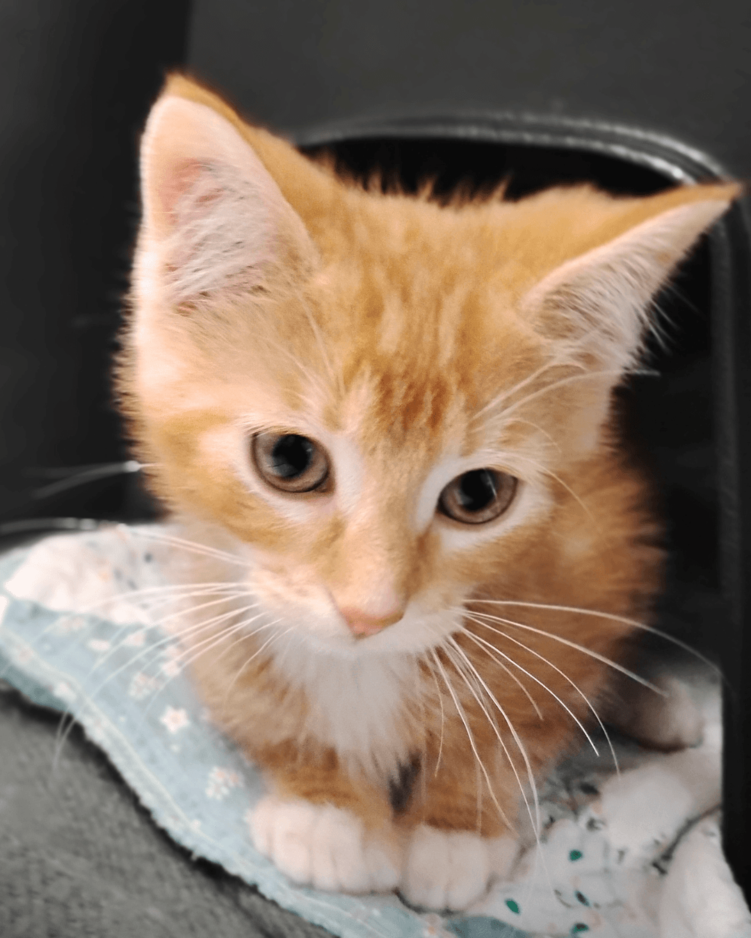 Puss n' Boots - DSH cat available for adoption at Cochrane Humane Society in Calgary