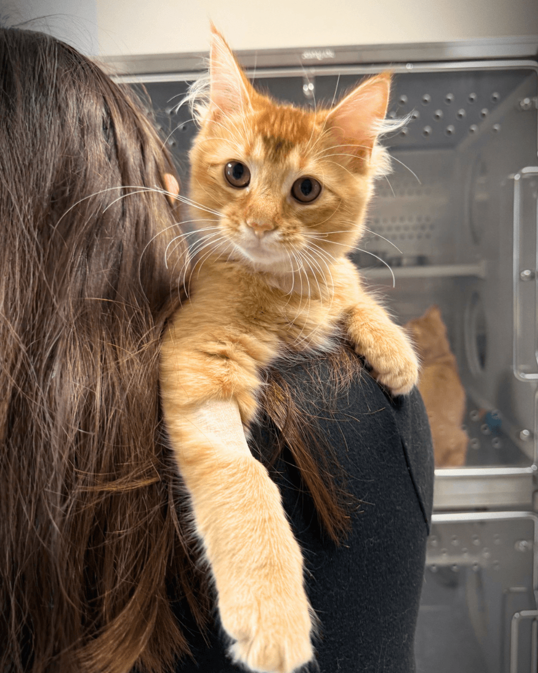 Emma - DSH cat available for adoption at Cochrane Humane Society in Calgary
