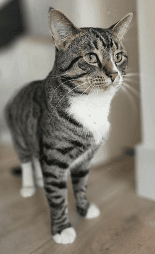 Smokey - DSH cat available for adoption at Cochrane Humane Society in Calgary