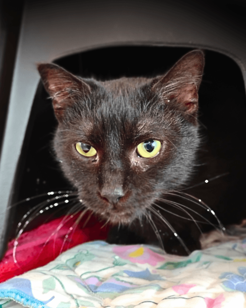 Golf - DSH cat available for adoption at Cochrane Humane Society in Calgary
