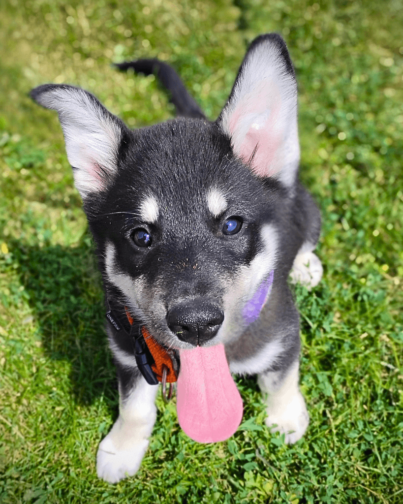 Orion - Mixed available for adoption at Cochrane Humane Society in Calgary (1 of 4)