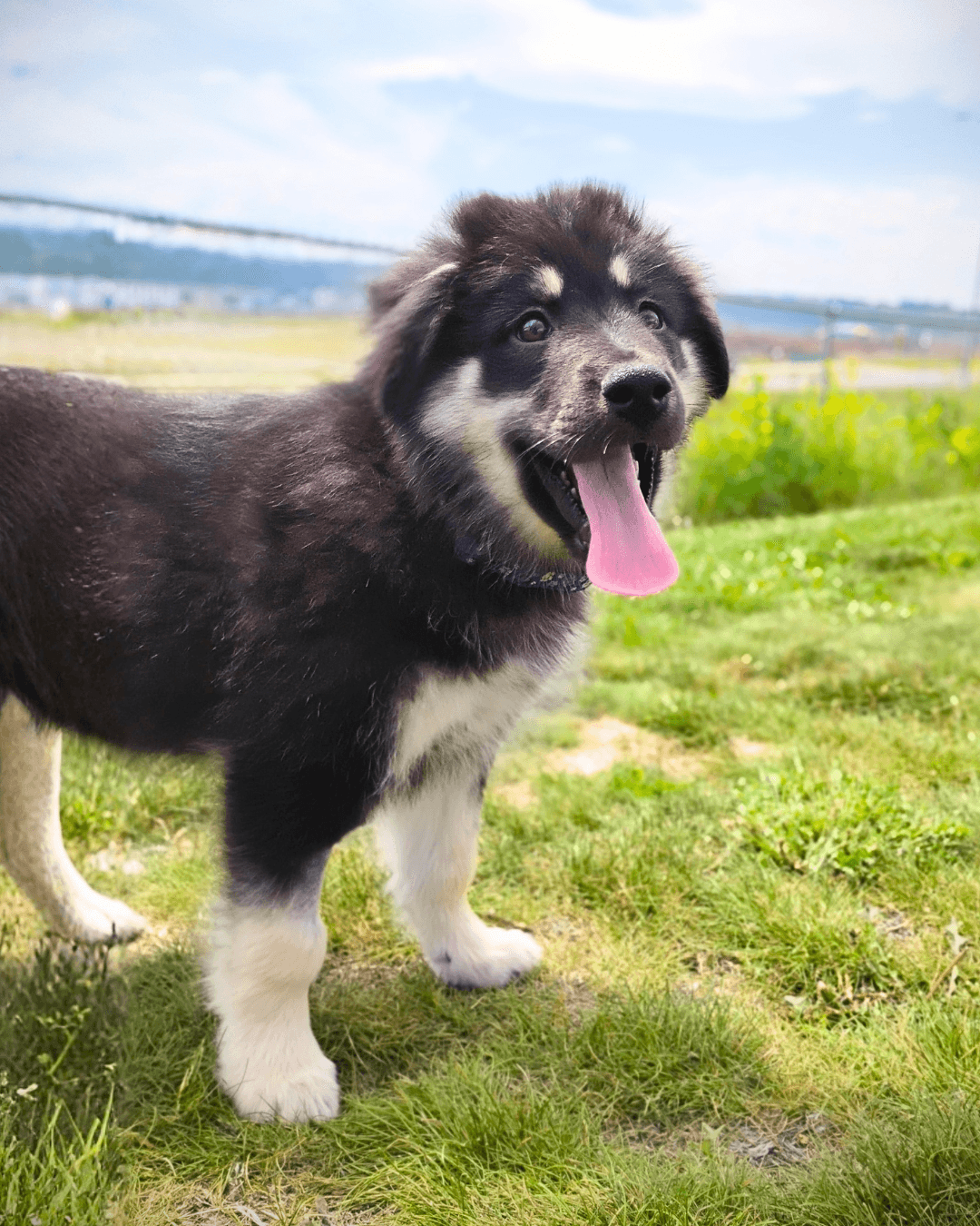 Atlas - Mixed available for adoption at Cochrane Humane Society in Calgary (1 of 5)