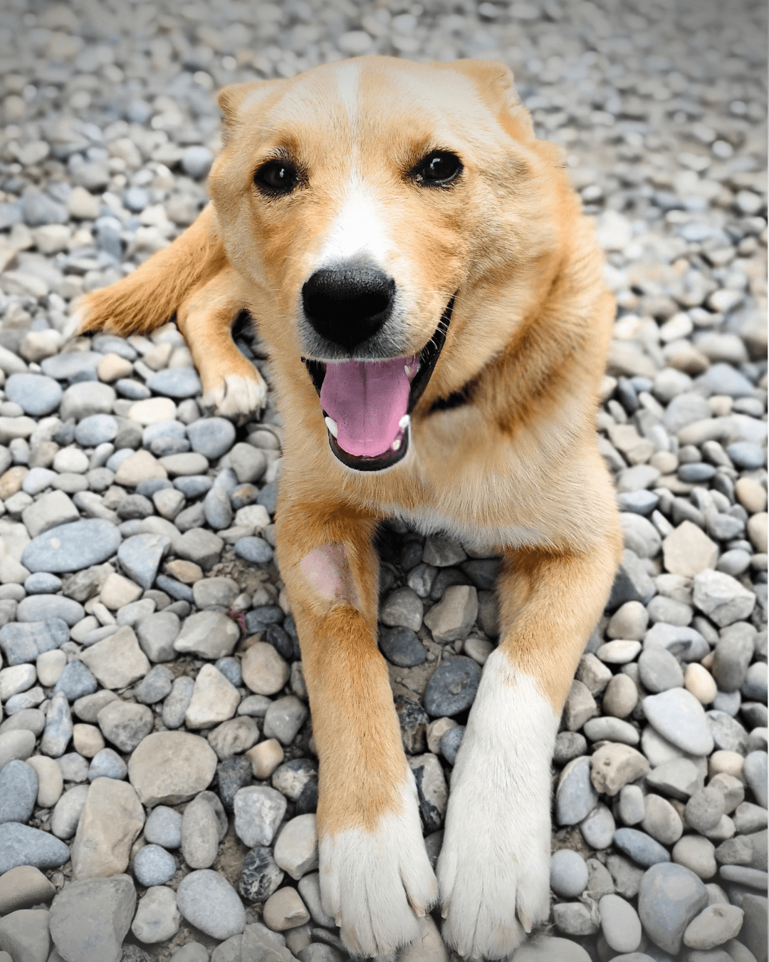 Chloe - Mixed available for adoption at Cochrane Humane Society in Calgary (1 of 4)