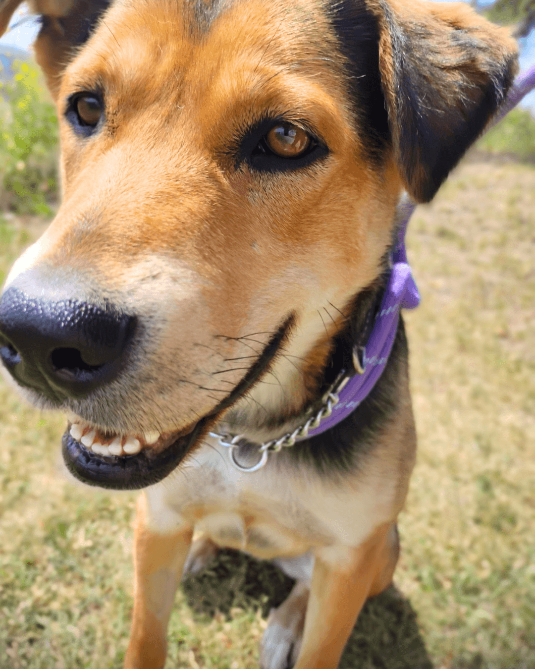 Willow - Mixed available for adoption at Cochrane Humane Society in Calgary (1 of 5)