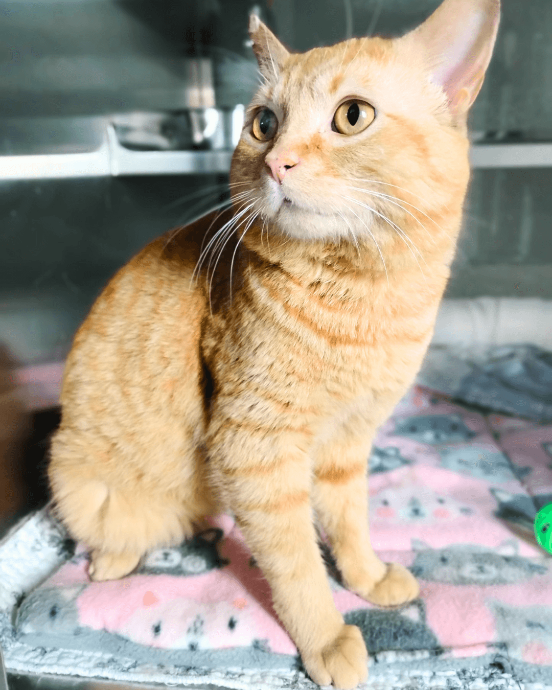 Kilo - DSH cat available for adoption at Cochrane Humane Society in Calgary