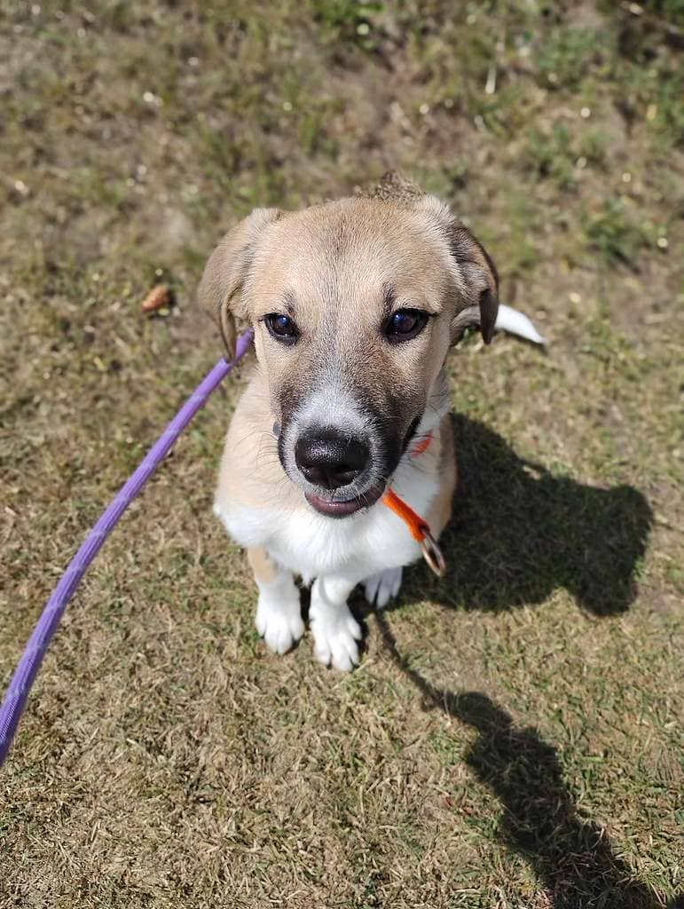 Catan - Mixed available for adoption