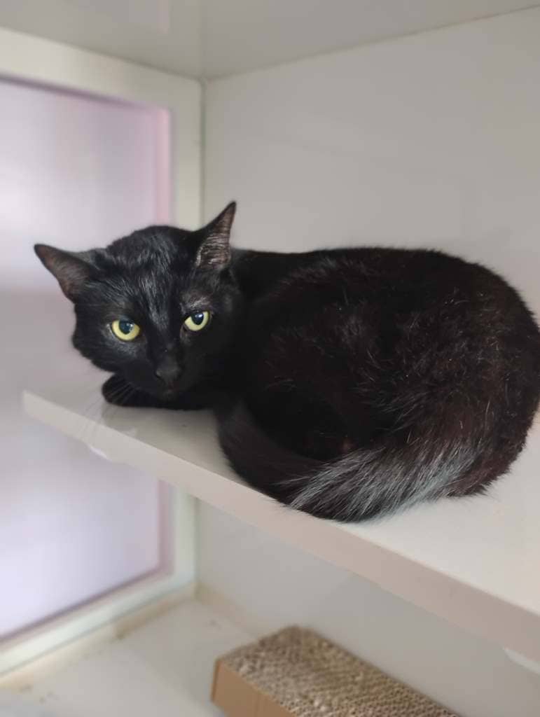 Echo - DSH cat available for adoption at Cochrane Humane Society in Calgary
