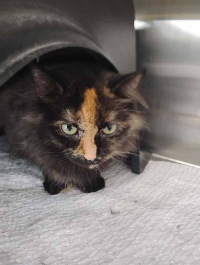 Unicorn - Domestic Medium Hair cat available for adoption at Cochrane Humane Society in Calgary