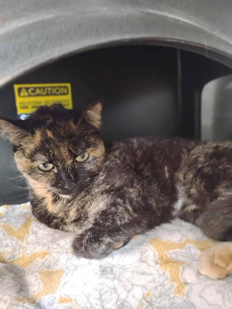 Delta - DSH available for adoption