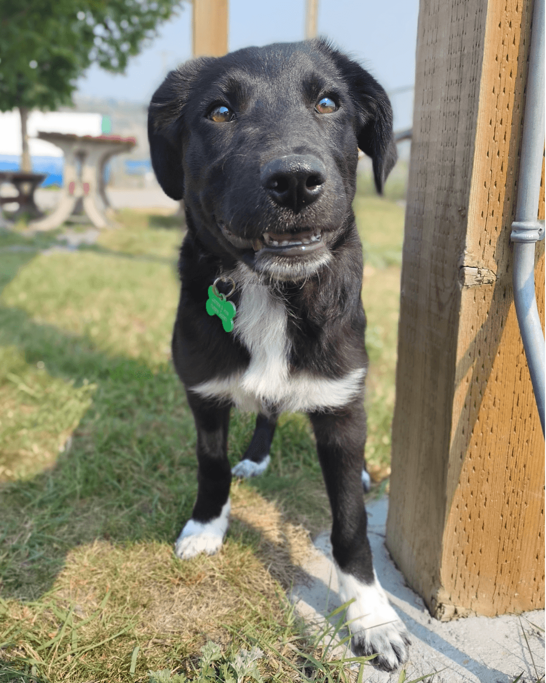Jumanji - Mixed available for adoption