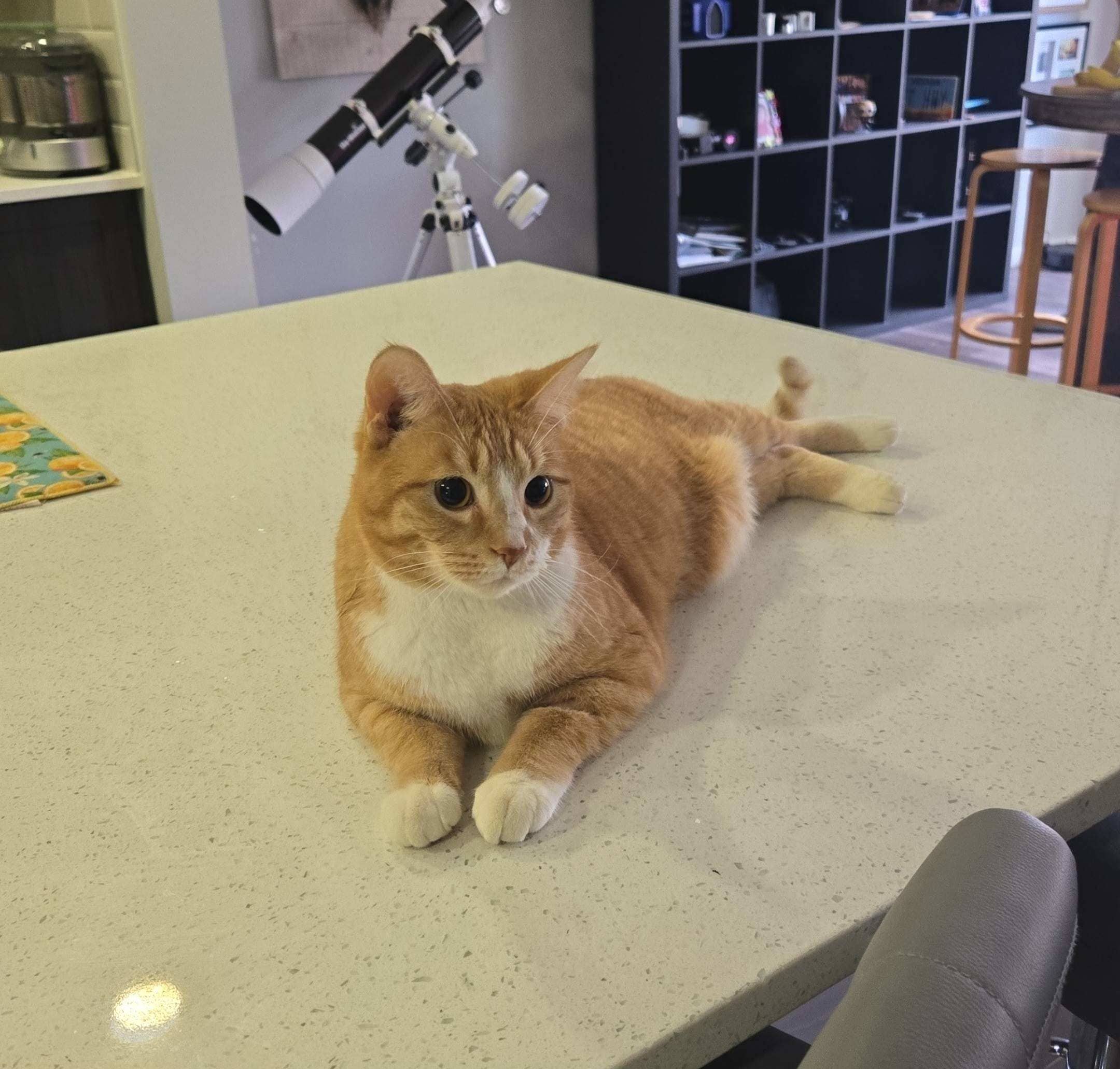 Diego - DSH available for adoption