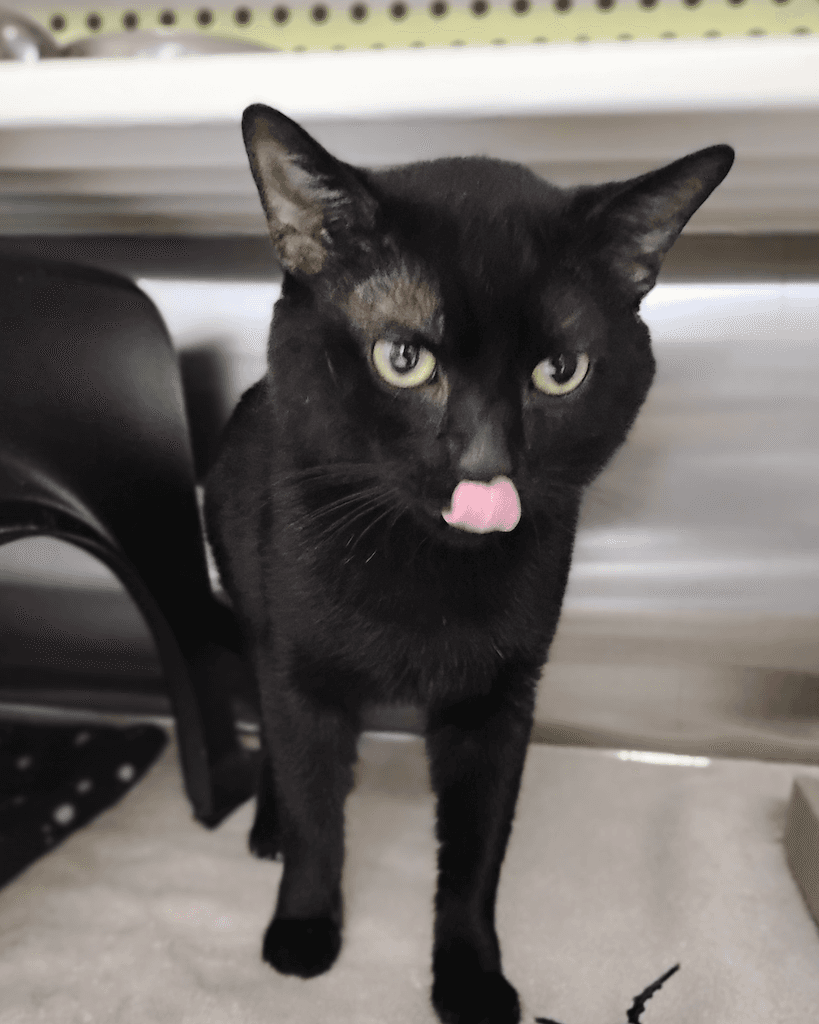 Bravo - DSH available for adoption