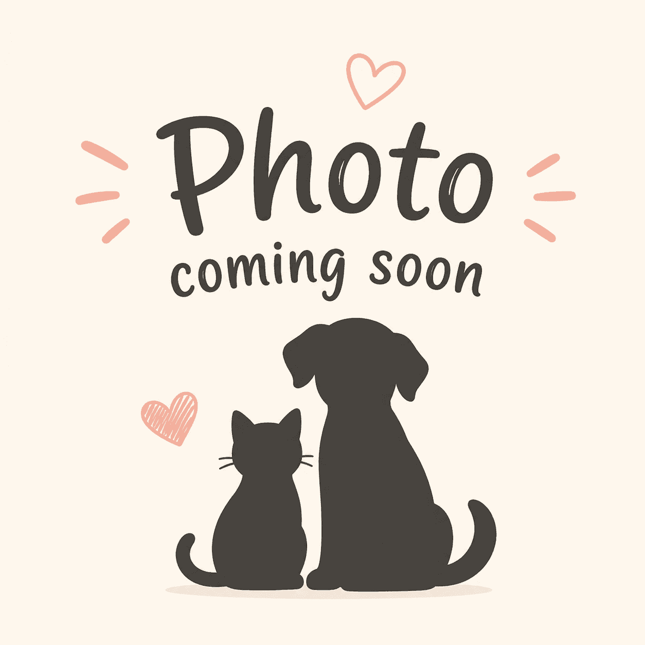 Clover - DSH available for adoption