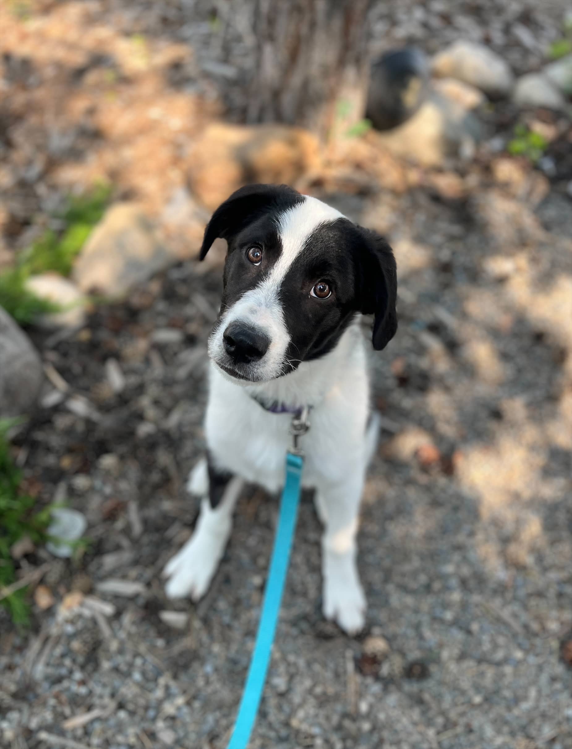 Trivia - Mixed available for adoption