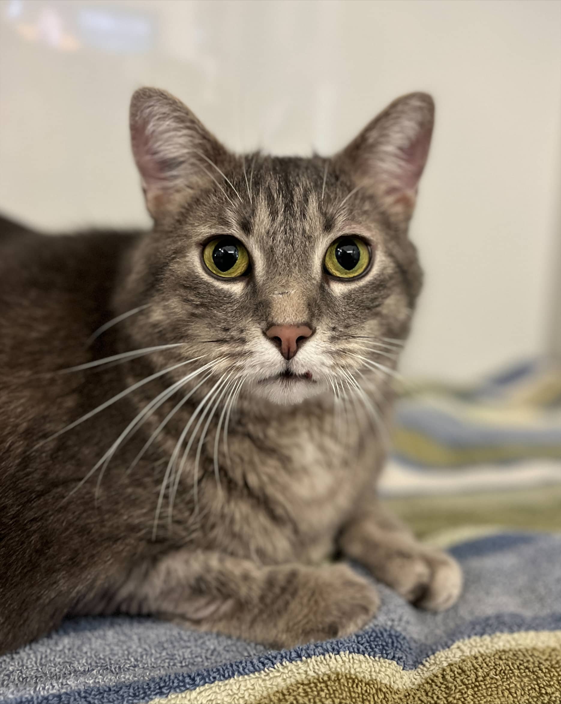 Sharky - DSH cat available for adoption at Cochrane Humane Society in Calgary