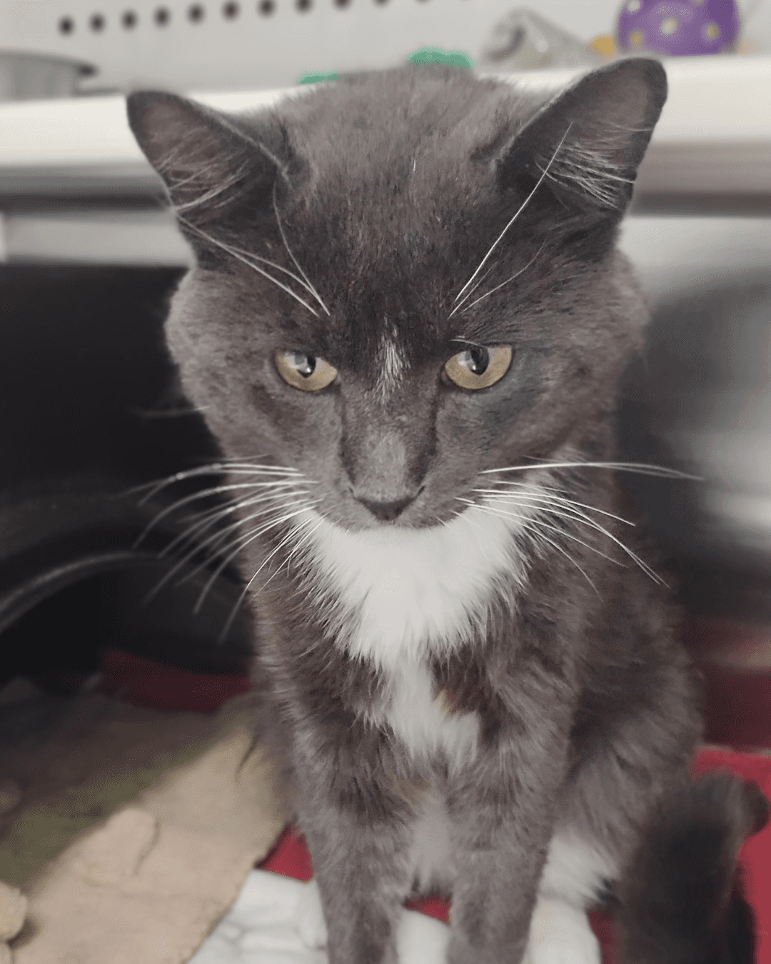 Hot Dog - DSH available for adoption