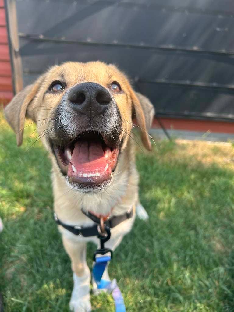 Catan - Mixed available for adoption