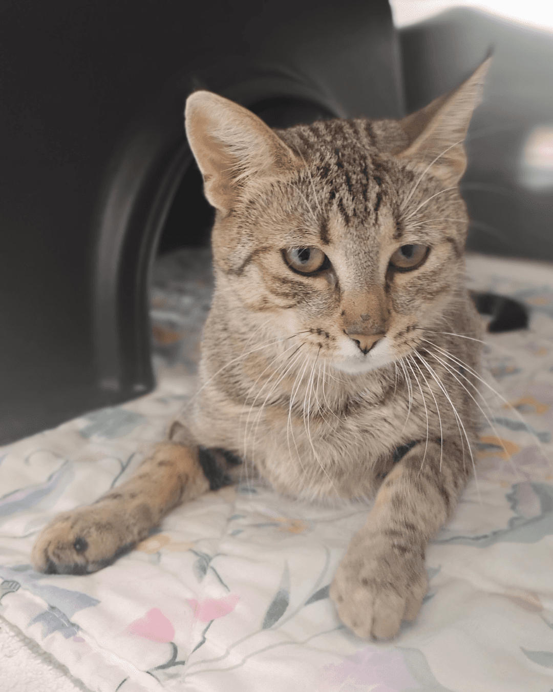 Freya - DSH cat available for adoption at Cochrane Humane Society in Calgary