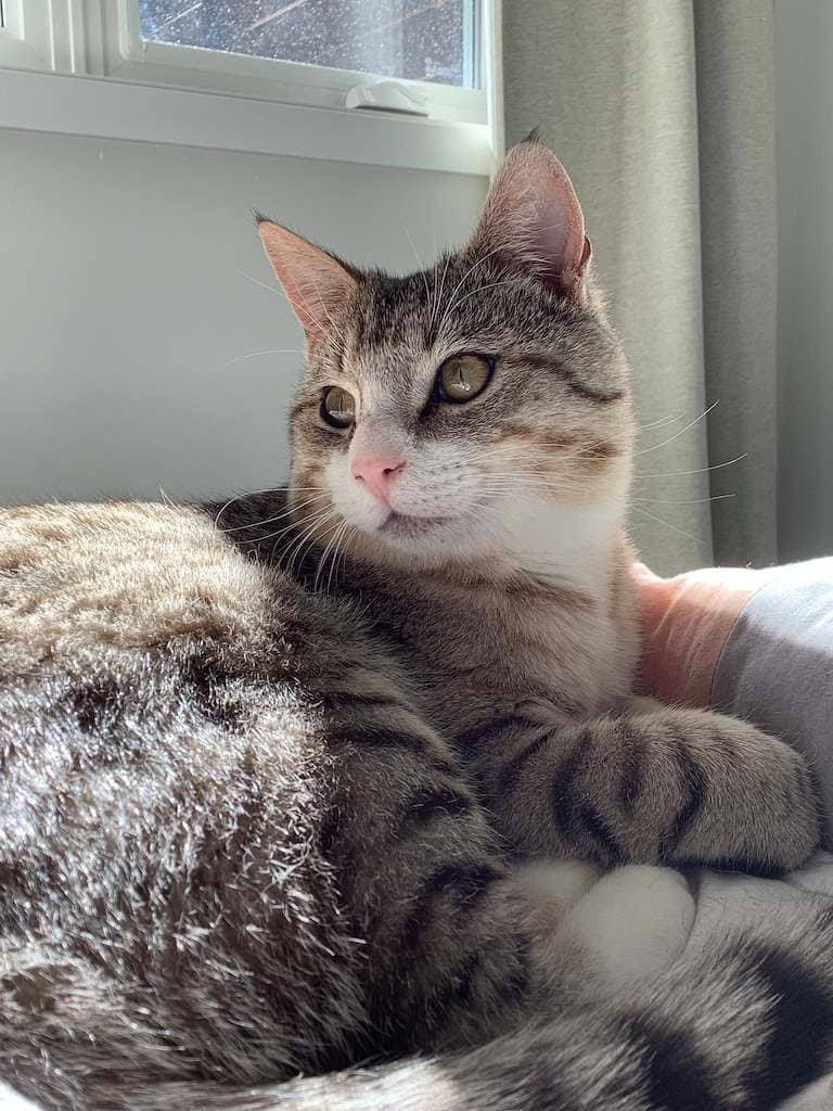 Sencha - DSH cat available for adoption in Calgary