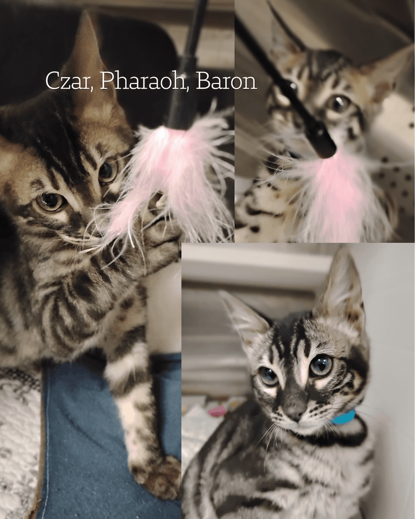 Czar, Pharroh, Baron - DSH X cat available for adoption in Calgary