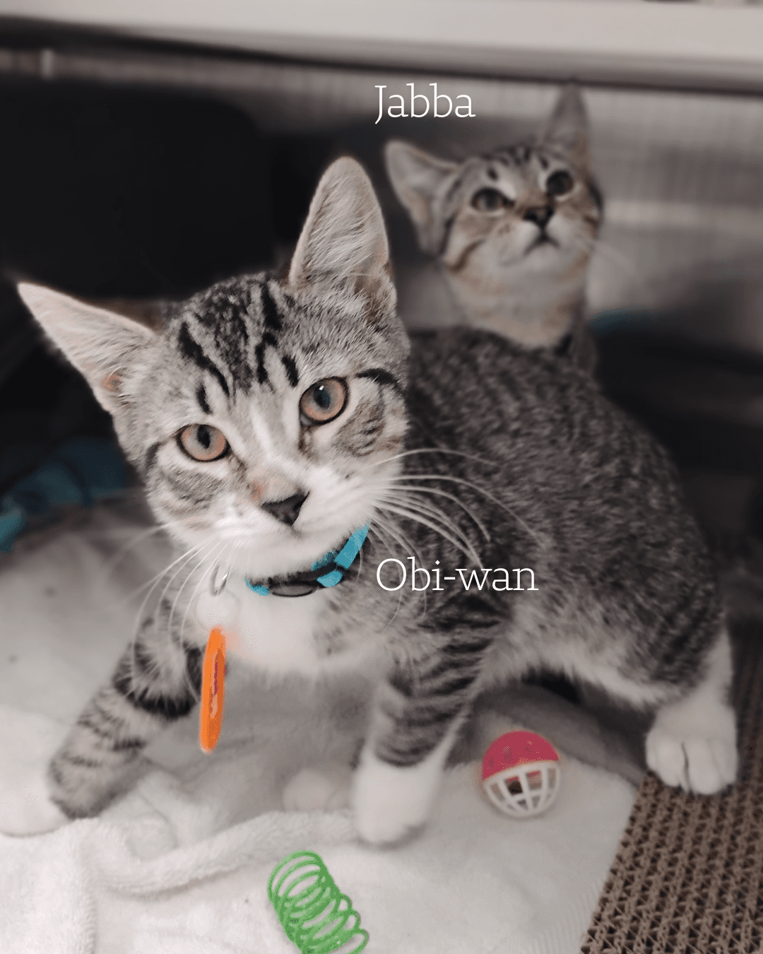 Jabba - Domestic Short Hair available for adoption