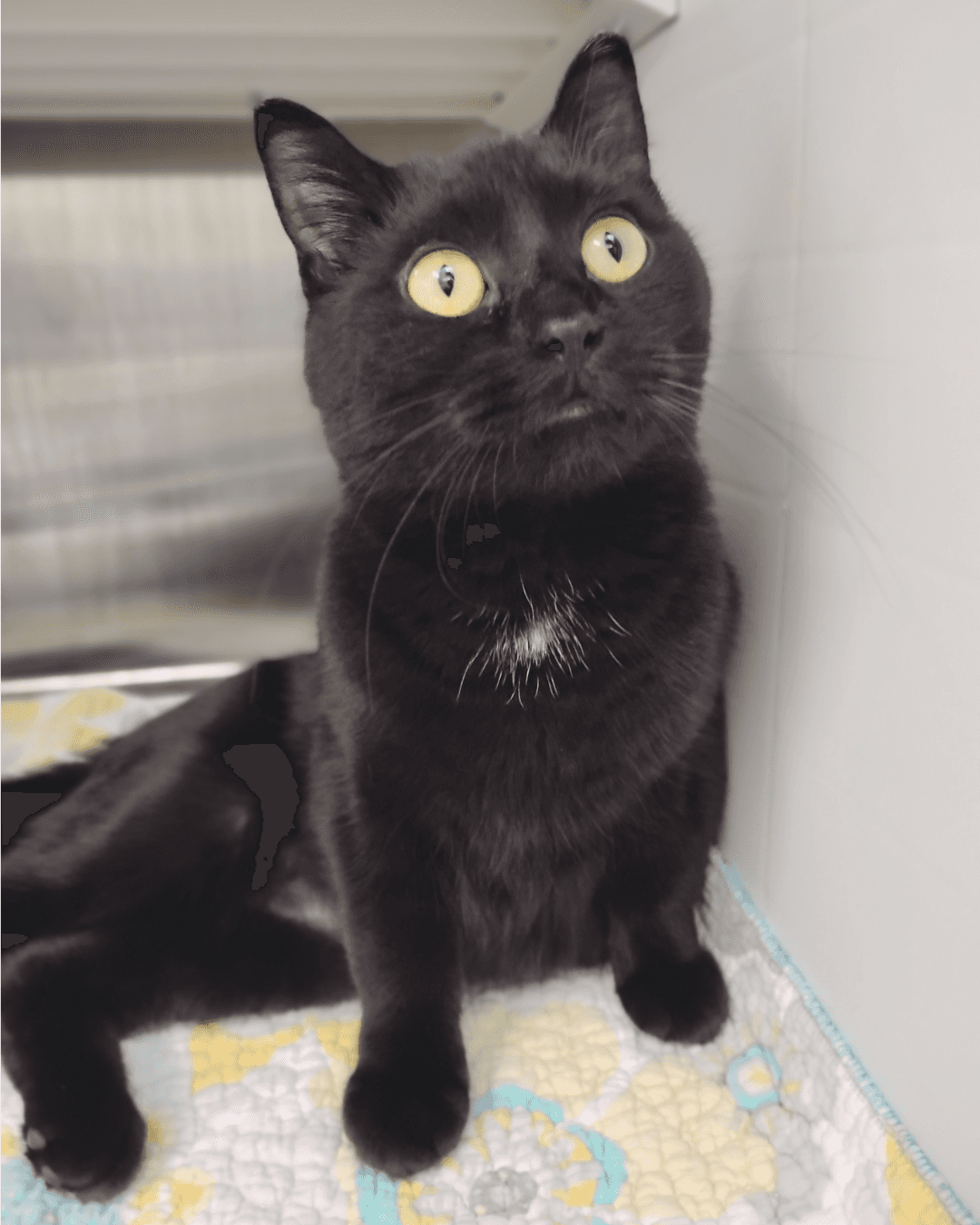 Bailey - DSH available for adoption
